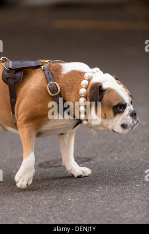 An English Bulldog with a pearl necklace goes for a walk in Charleston, SC. Stock Photo