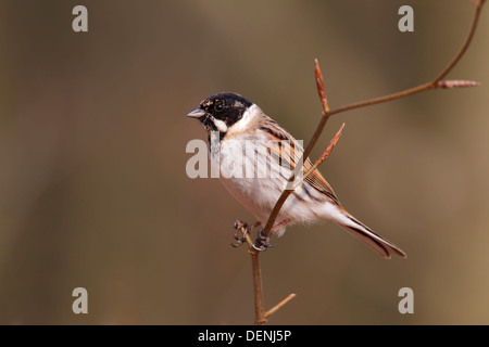 common reed bunting (Emberiza schoeniclus) adult male perched on branch, Norfolk, England, United Kingdom Stock Photo
