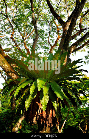 Bird's-nest fern found on the Rain Tree in Singapore Botanic Gardens Stock Photo