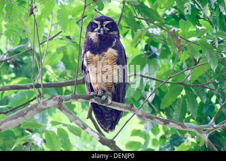 spectacled owl (Pulsatrix perspicillata) adult perched on tree in forest in Costa Rica, central America Stock Photo