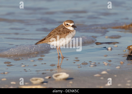 Wilson's plover (Charadrius wilsonia) adult standing on beach among shells, looking at camera, Florida, USA Stock Photo