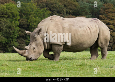 Knowsley Safari Park World Rhino Day.  22nd September, 2013.  Female Rhino at the The 'Save the Rhino'  event at Knowsley Safari Park, Liverpool. World Rhino Day when Zoos, organizations and reserves around the world campaigned to raise awareness about protecting rhinoceros from deadly poaching a crisis that continues to threaten animals in Africa and Asia.  Rhino horns are valued on the international black market for their purported 'medicinal' values, a demand that is threatening their very survival. Credit:  Mar Photographics/Alamy Live News Stock Photo