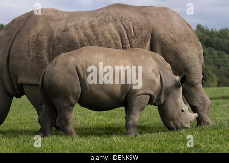Knowsley Safari Park World Rhino Day.  22nd September, 2013.  Female Rhino and calf at the The 'Save the Rhino'  event at Knowsley Safari Park, Liverpool. World Rhino Day when Zoos, organizations and reserves around the world campaigned to raise awareness about protecting rhinoceros from deadly poaching a crisis that continues to threaten animals in Africa and Asia.  Rhino horns are valued on the international black market for their purported 'medicinal' values, a demand that is threatening their very survival. Credit:  Mar Photographics/Alamy Live News Stock Photo