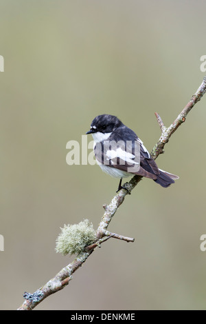 European pied flycatcher (Ficedula hypoleuca] - male, UK Stock Photo