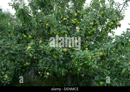 Bramley apple tree, with good crop of fruit, late August Stock Photo