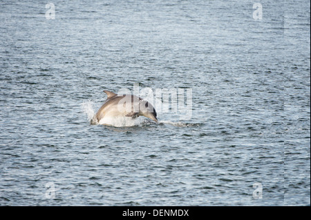 Common bottle nosed dolphin (Tursiops truncatus) - Chanonry Point, Scotland, UK Stock Photo