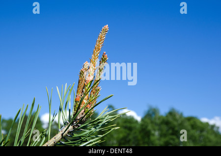 Pine tree shoots at a clear blue sky. Stock Photo
