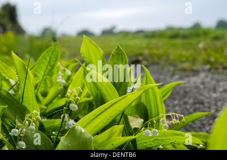 Lily of the Valley with rain drops at the island Oland in Sweden. Stock Photo