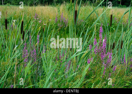 Purple loosestrife, Lythrum salicaria, and greater reedmace, Typha latifolia, growing in wet pasture Stock Photo