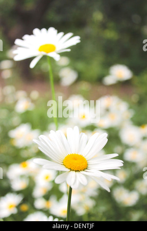 white beautiful chamomiles on the flower bed Stock Photo