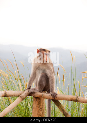 Wild monkey Munnar Hills Kerala India Stock Photo