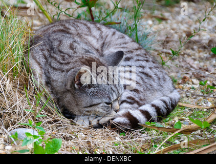 Tabby cat curled up and sleeping Stock Photo