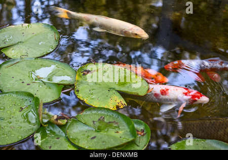 Beautiful koi fish and lily pads in a garden. Stock Photo