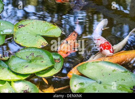 Beautiful koi fish and lily pads in a garden. Stock Photo