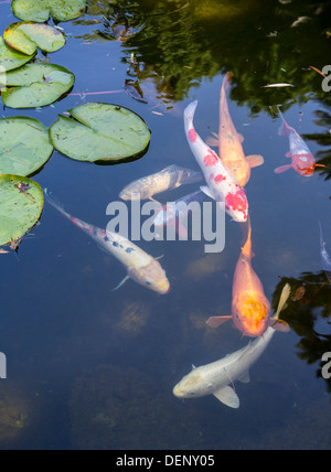 Beautiful koi fish and lily pads in a garden. Stock Photo