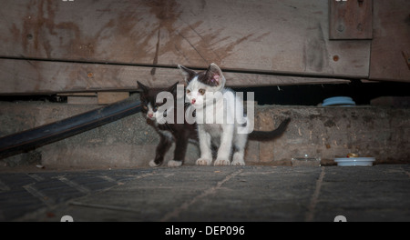 Two street kittens. Jaffa Israel Stock Photo