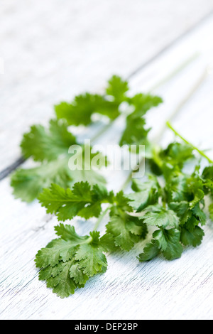 A sprig of fresh coriander on a white wood surface. Stock Photo