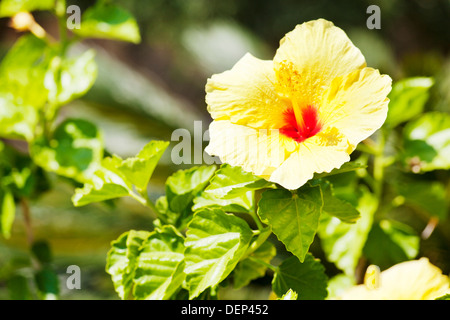 Yellow hibiscus flower over natural green background Stock Photo