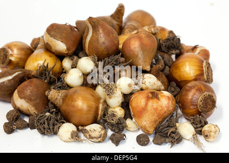 A pile of various dried bulibs for hyacinths, ranunculus, jonquils, tulips amongst others, all on a white background. Stock Photo