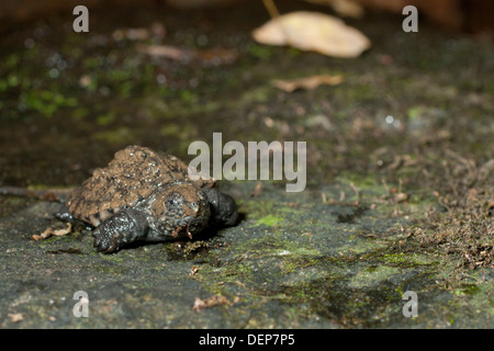 Baby hatchling common snapping turtle - Chelydra serpentina Stock Photo