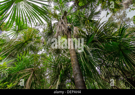 Sustainable palm harvesting by climbing Aguaje or Buiti Mauritia flexuosa, Rio Napo, Amazonia, Peru Stock Photo