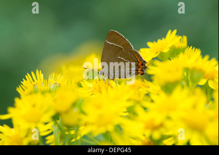 White-letter hairstreak butterfly (Satyrium w-album) - UK Stock Photo