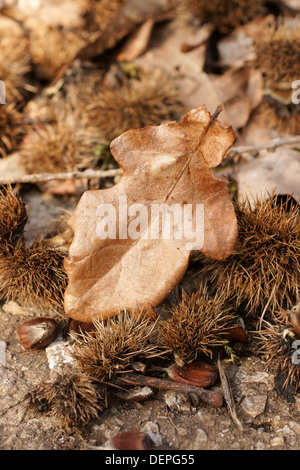 A Fall or Autumn theme of leaves and horse chestnut seeds Stock Photo