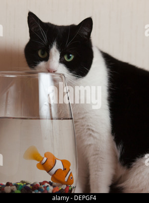 Black and white pet cat caught thinking about the gold fish Stock Photo