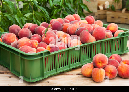 Fresh and juicy peach fruits in basket Stock Photo
