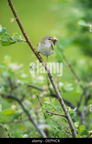 Willow warbler (Phylloscopus trochilus) - UK Stock Photo