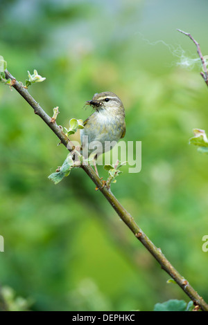 Willow warbler (Phylloscopus trochilus) - UK Stock Photo