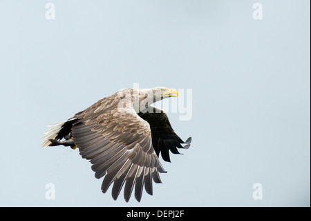 White tailed sea eagle (Haliaetus albicilla) - Scotland, UK Stock Photo