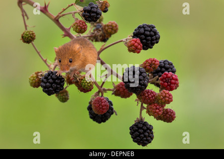 Harvest Mouse sitting on blackberries Stock Photo