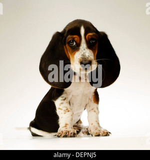 Basset Hound Puppy ,10 weeks old, against white background Stock Photo