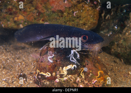 Eastern Atlantic Galicia Spain Young Conger eel Conger conger devouring a Common prawn Palaemon serratus
