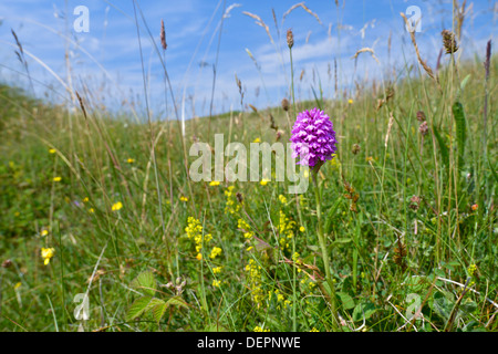 Pyramidal Orchid - Anacamptis pyramidalis at Kenfig Nature Reserve, South Wales Stock Photo