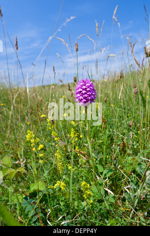 Pyramidal Orchid - Anacamptis pyramidalis at Kenfig Nature Reserve, South Wales Stock Photo