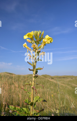 Evening-primrose - Oenothera biennis at Kenfig Nature Reserve, South Wales Stock Photo
