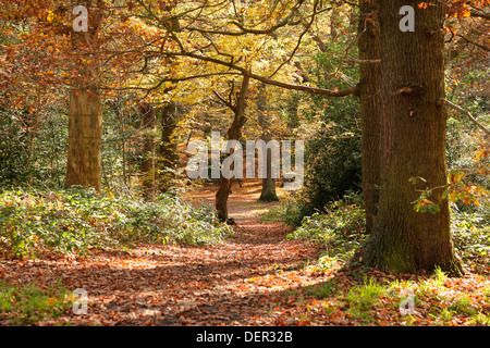 QUEENS WOOD NATURE RESERVE LONDON N10 UK Stock Photo