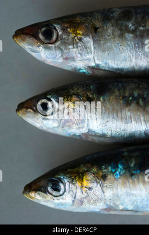 three raw sardines (Sardina pilchardus) on white marble Stock Photo