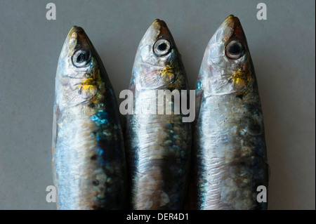 three raw sardines (Sardina pilchardus) on white marble Stock Photo