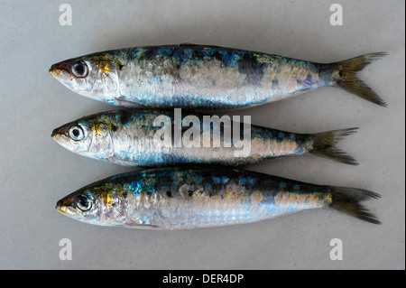 three raw sardines (Sardina pilchardus) on white marble Stock Photo