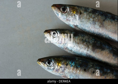 three raw sardines (Sardina pilchardus) on marble Stock Photo