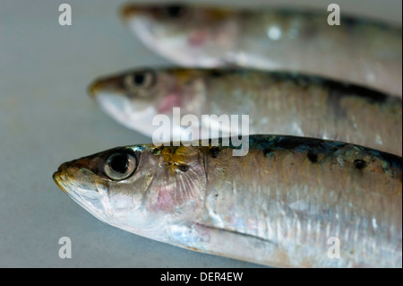 three raw sardines (Sardina pilchardus) on grey Stock Photo