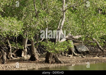 Mangrove swamp in Sarawak, Borneo Stock Photo, Royalty Free Image ...