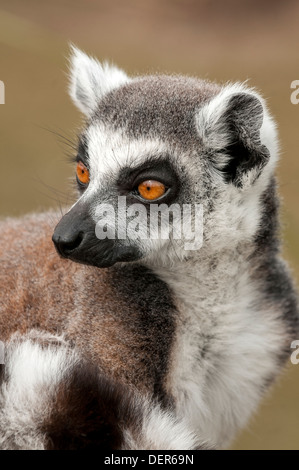 lemurs; blackpool zoo; blackpool; lancashire; england; uk; europe; Stock Photo