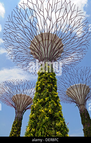 Steel and concrete tree like structures form the Supertree Grove, at the Gardens by the Bay in Singapore. Stock Photo