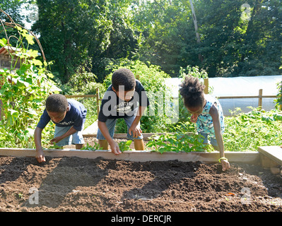 Black children from New Haven practice planting lettuce at Common Ground High school, an environmental charter school. Stock Photo