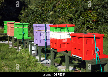 Colourful beehives Langstroth sizes arranged in L shape.  Beekeeping yard & National poly hive  Polystyrene Apiaries hives, Liverpool, Merseyside, UK Stock Photo