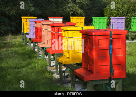 Colourful beehives Langstroth sizes arranged in L shape.  Beekeeping yard & National poly hive  Polystyrene Apiaries hives, Liverpool, Merseyside, UK Stock Photo